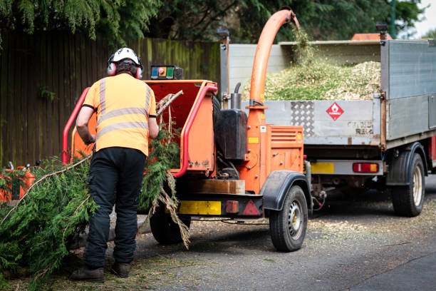 Best Affordable Tree Cutting  in Bay Hill, FL